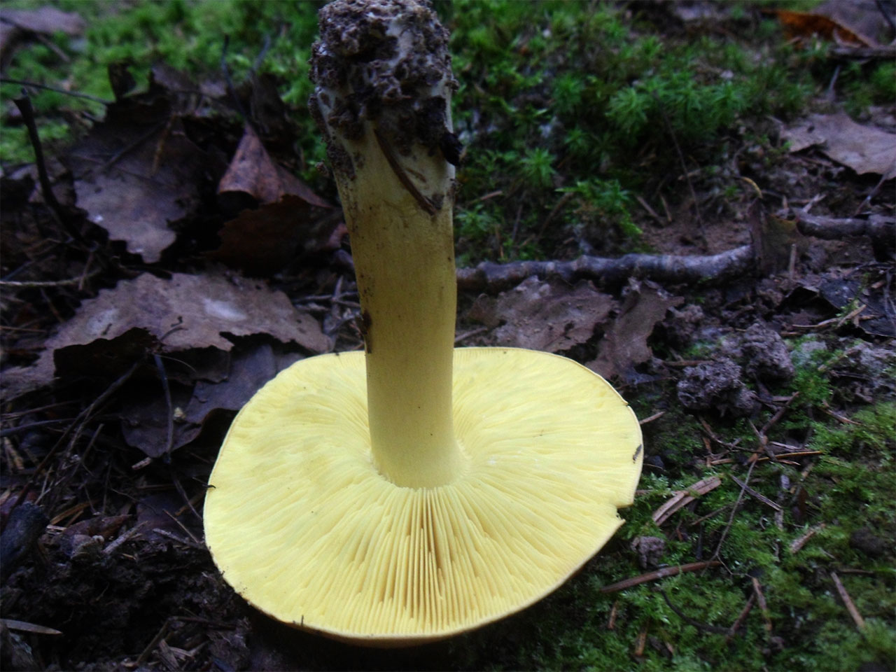 Tricholoma equestre