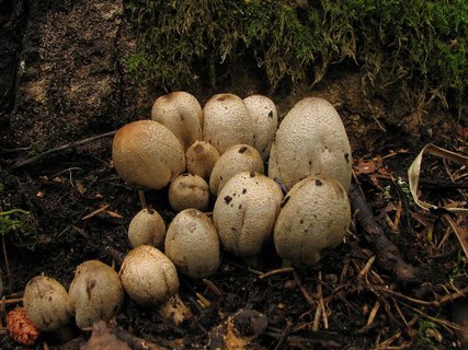 Coprinopsis atramentaria