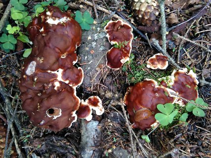 Rhizina undulata