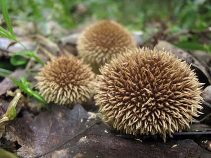 Lycoperdon echinatum