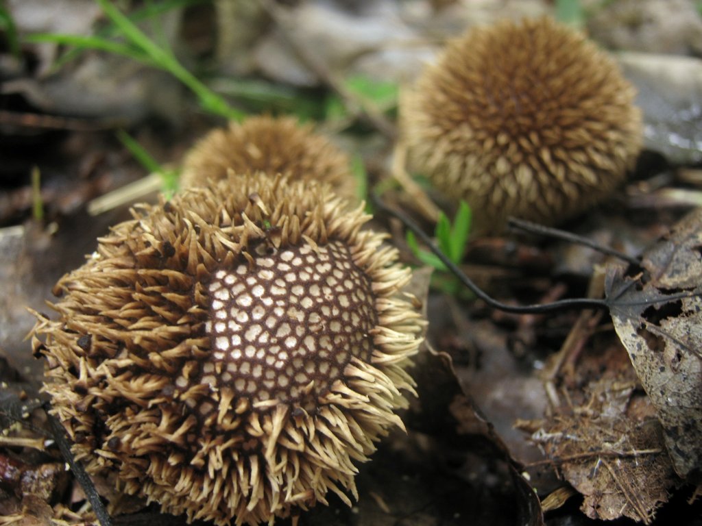 Lycoperdon echinatum