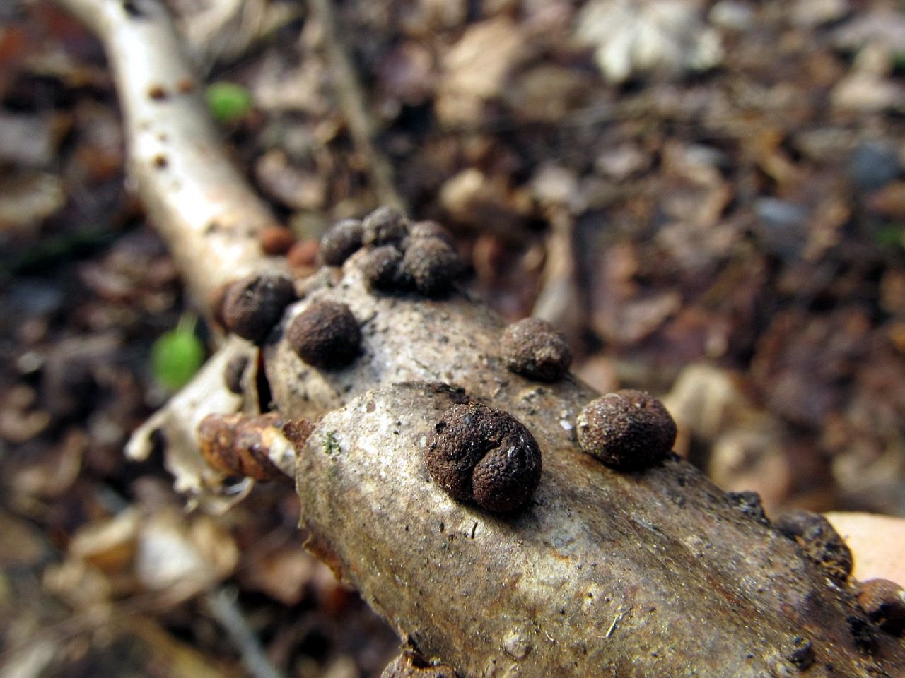 Hypoxylon