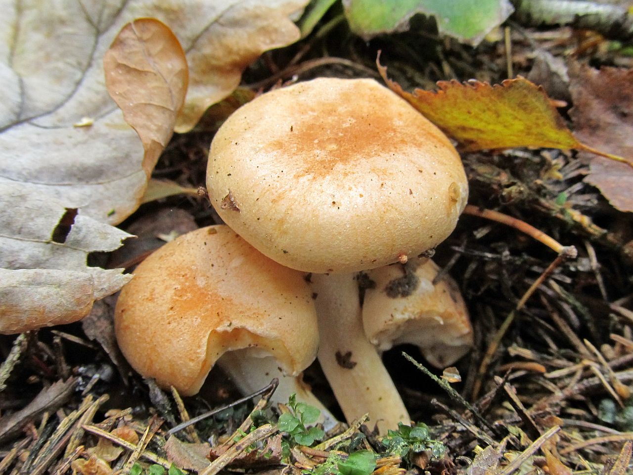 Hygrophorus nemoreus