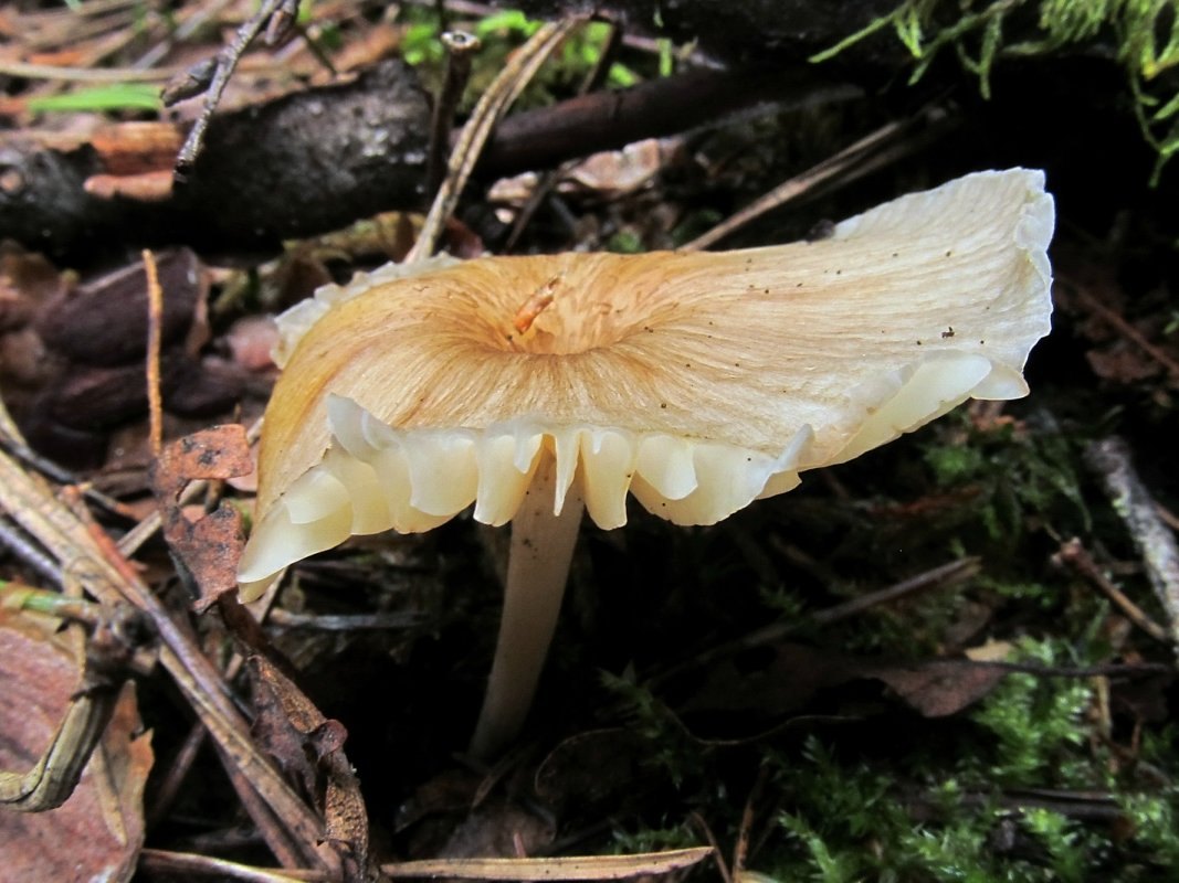 Gerronema