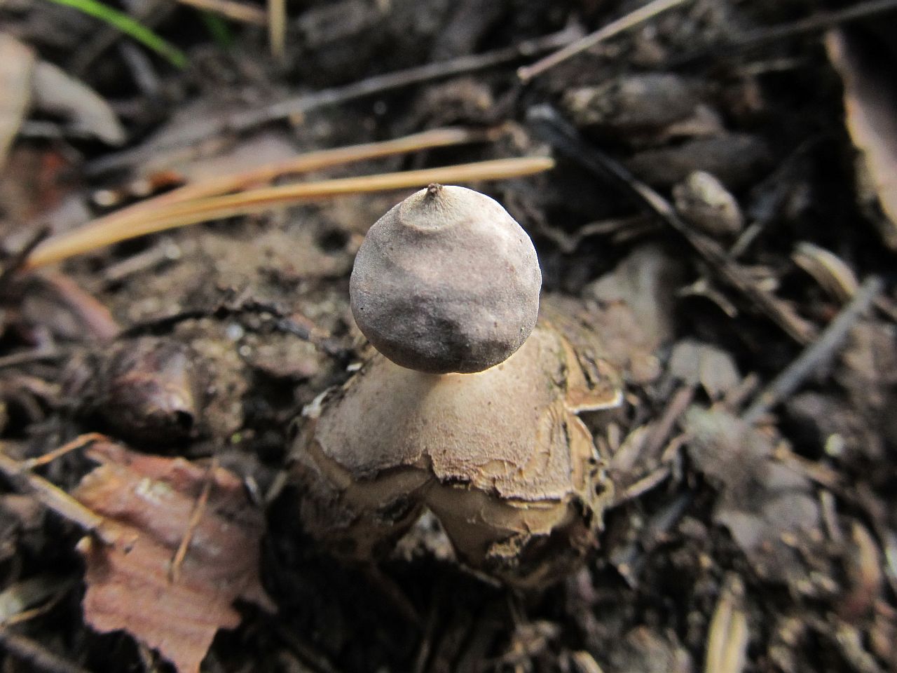 Geastrum fornicatum