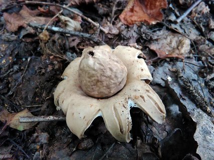 Geastrum fimbriatum