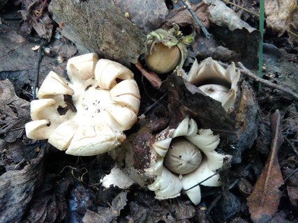Geastrum fimbriatum