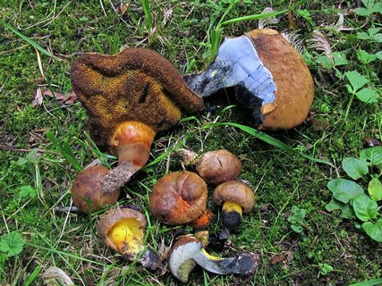 Cyanoboletus pulverulentus