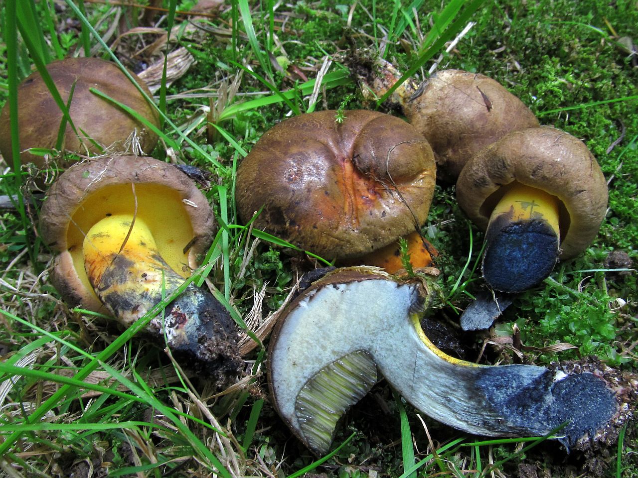 Cyanoboletus pulverulentus