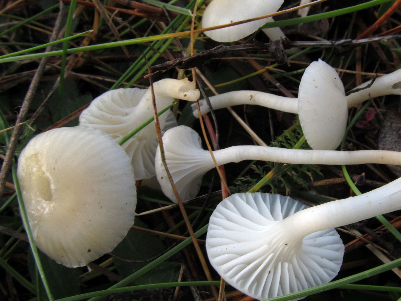 Cuphophyllus virgineus