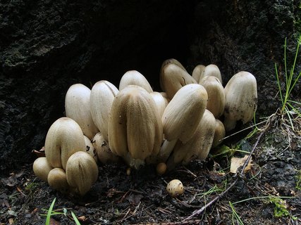 Coprinopsis atramentaria