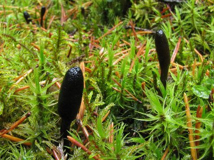 Tolypocladium ophioglossoides