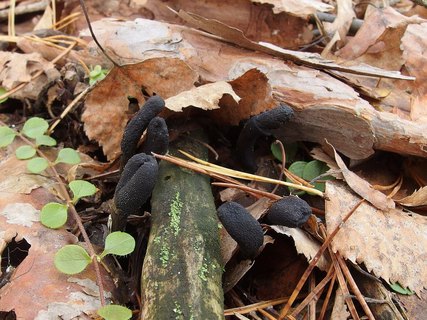 Tolypocladium ophioglossoides