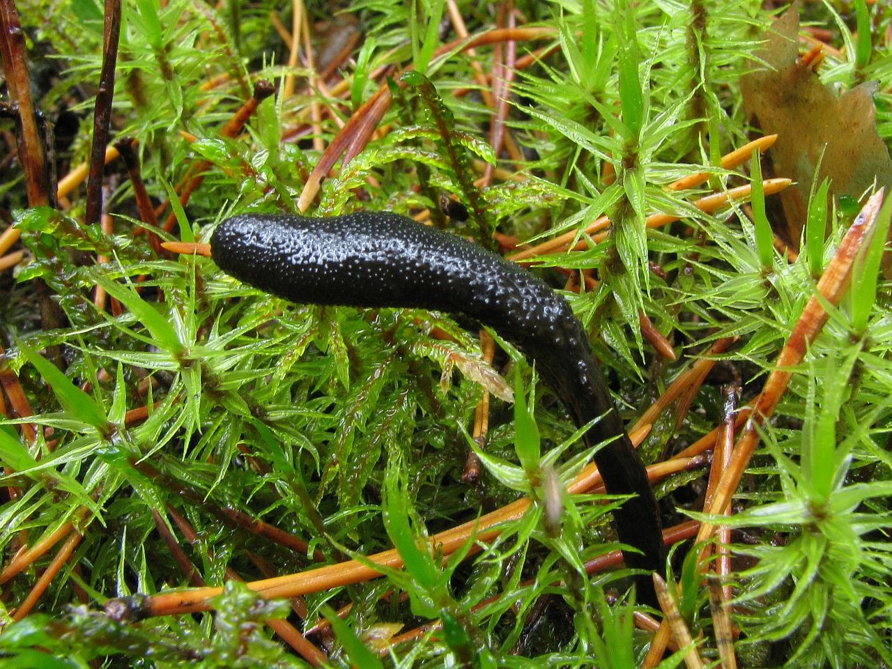 Tolypocladium ophioglossoides