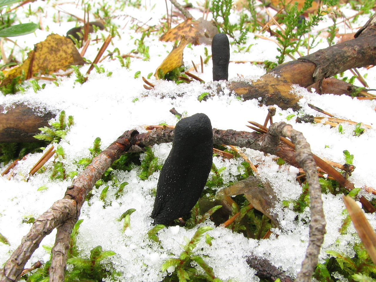 Tolypocladium ophioglossoides