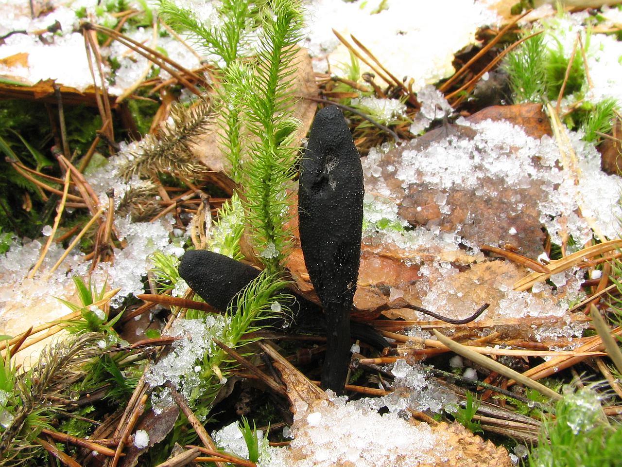 Tolypocladium ophioglossoides