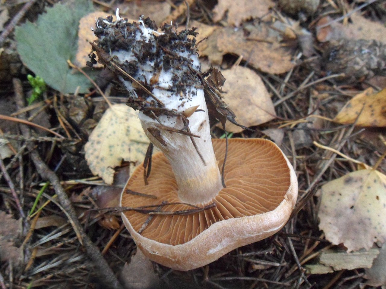 Cortinarius bivelus
