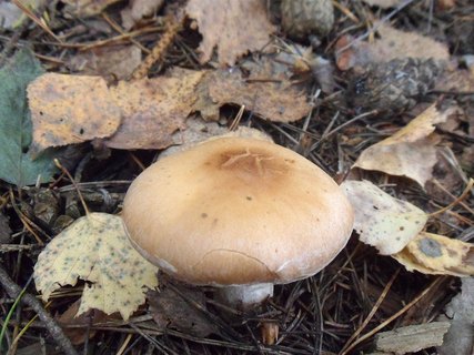 Cortinarius bivelus