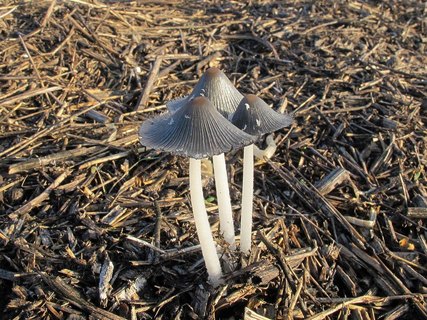 Coprinopsis cinerea