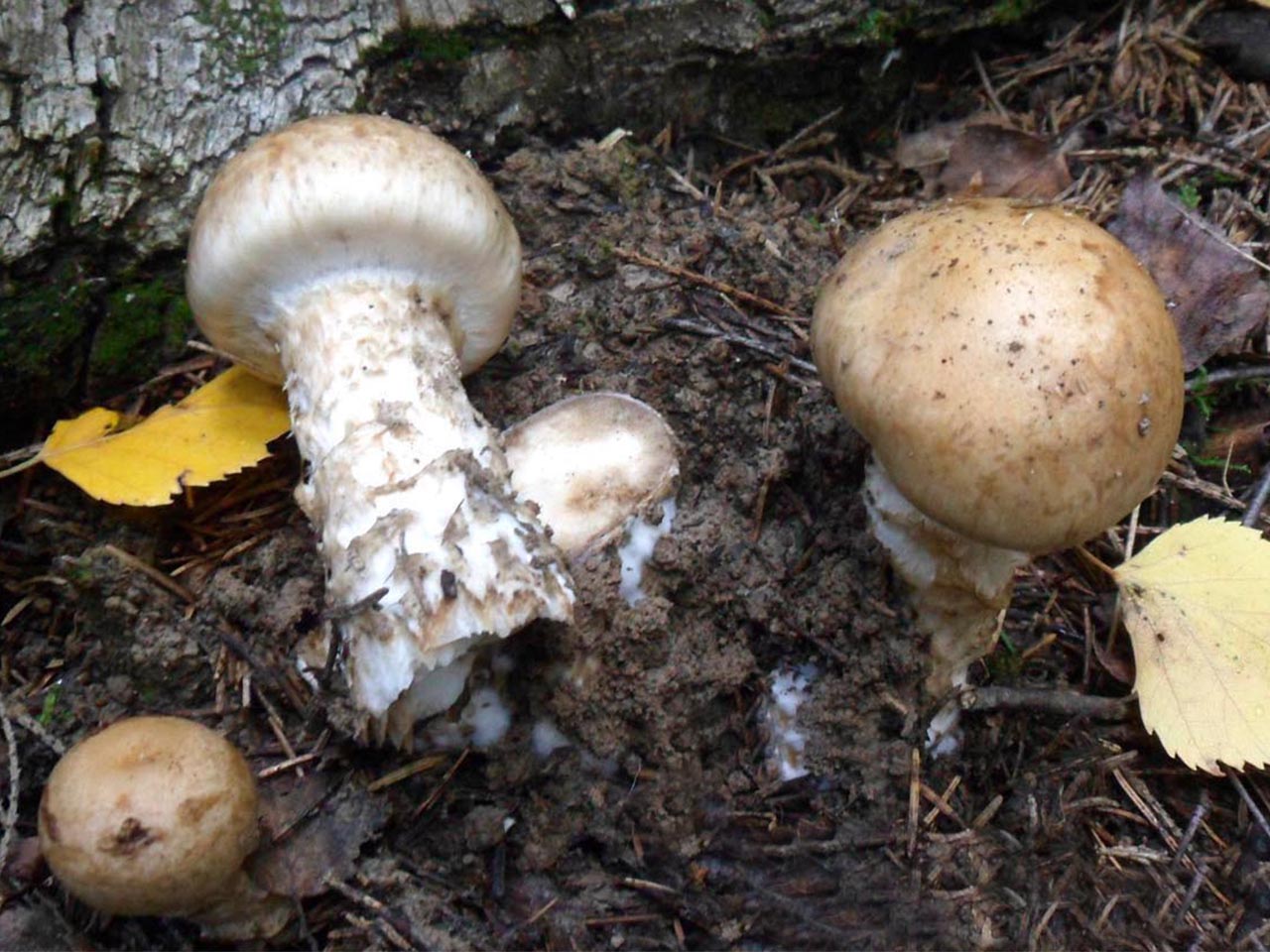 Hebeloma radicosum