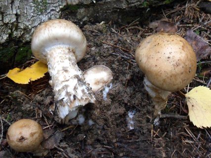 Hebeloma radicosum