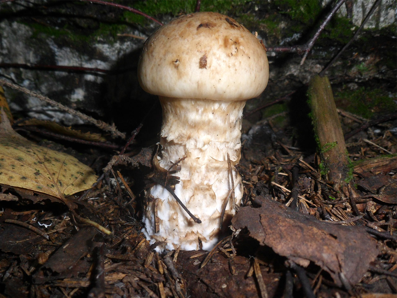 Hebeloma radicosum
