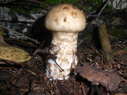 Hebeloma radicosum