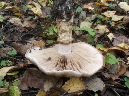 Hebeloma radicosum