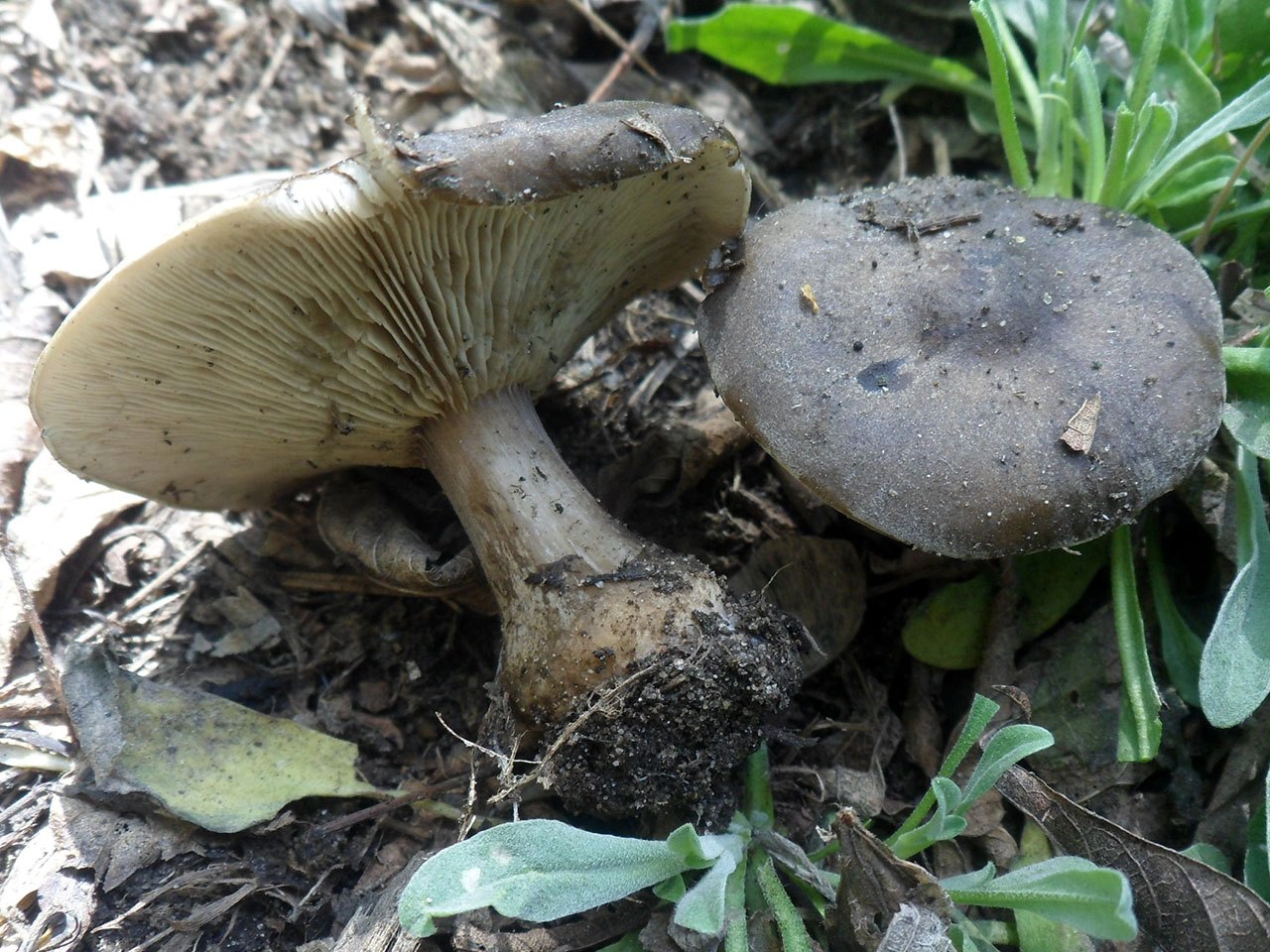 Melanoleuca