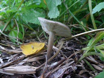 Melanoleuca grammopodia