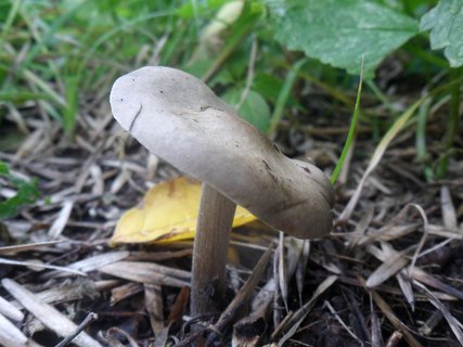 Melanoleuca grammopodia