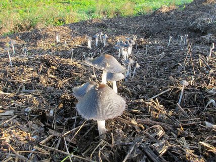 Coprinopsis cinerea