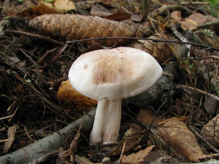 Rhodocollybia maculata