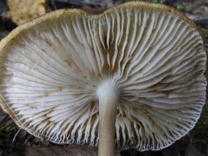 Hymenopellis radicata
