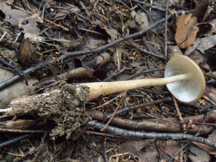 Hymenopellis radicata
