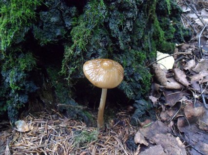 Hymenopellis radicata