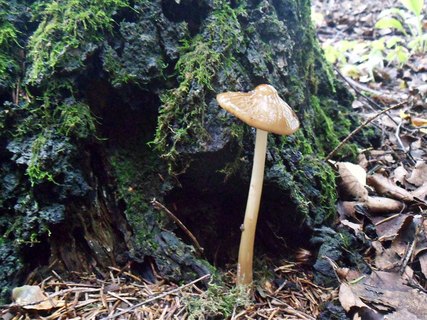Hymenopellis radicata