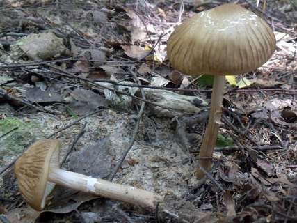 Hymenopellis radicata