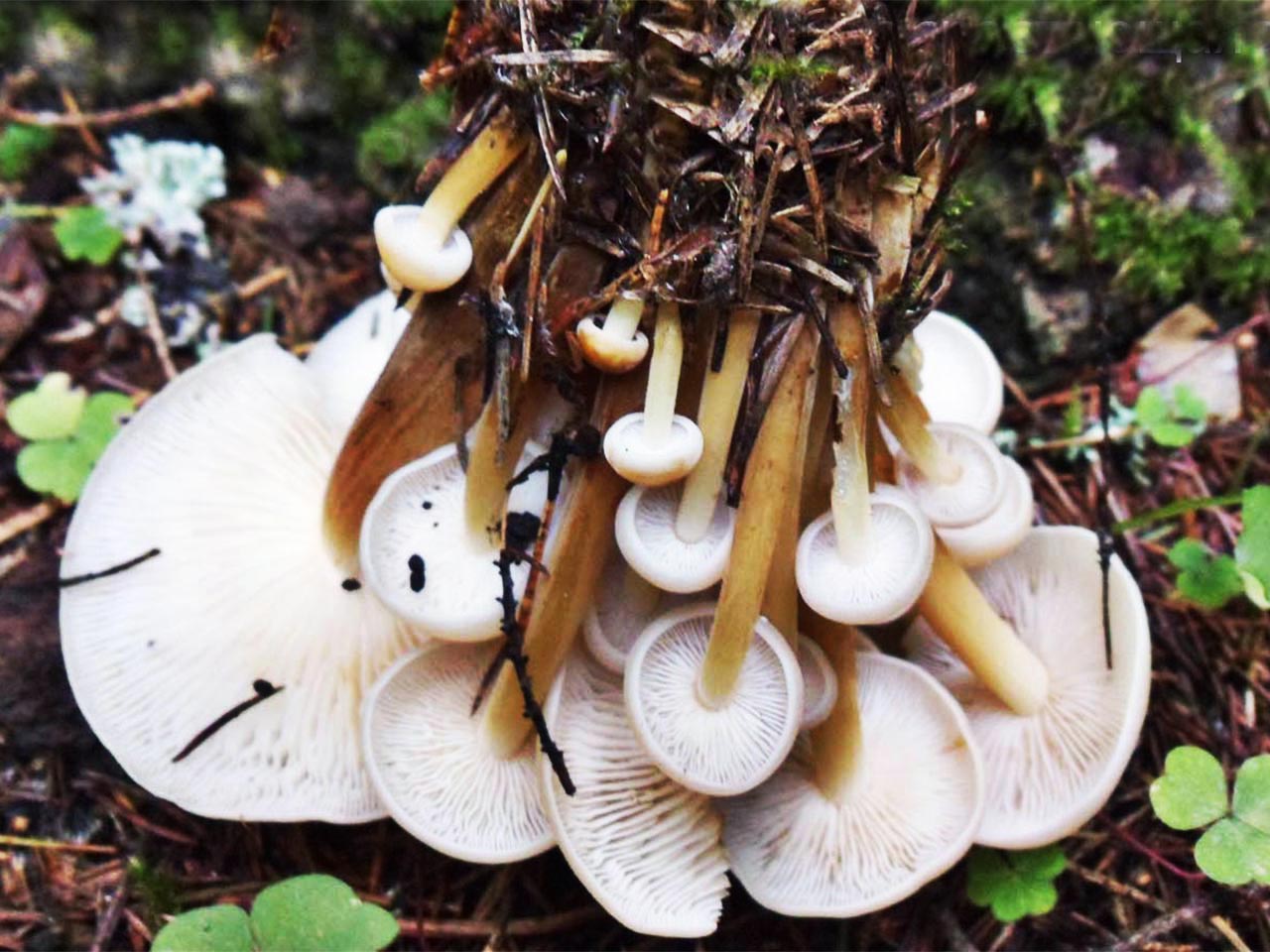 Gymnopus confluens
