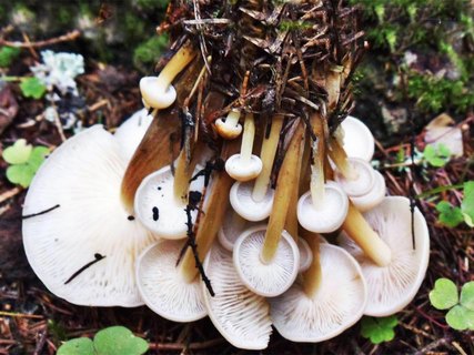Gymnopus confluens