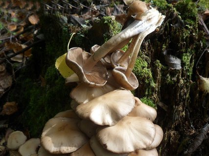Gymnopus confluens