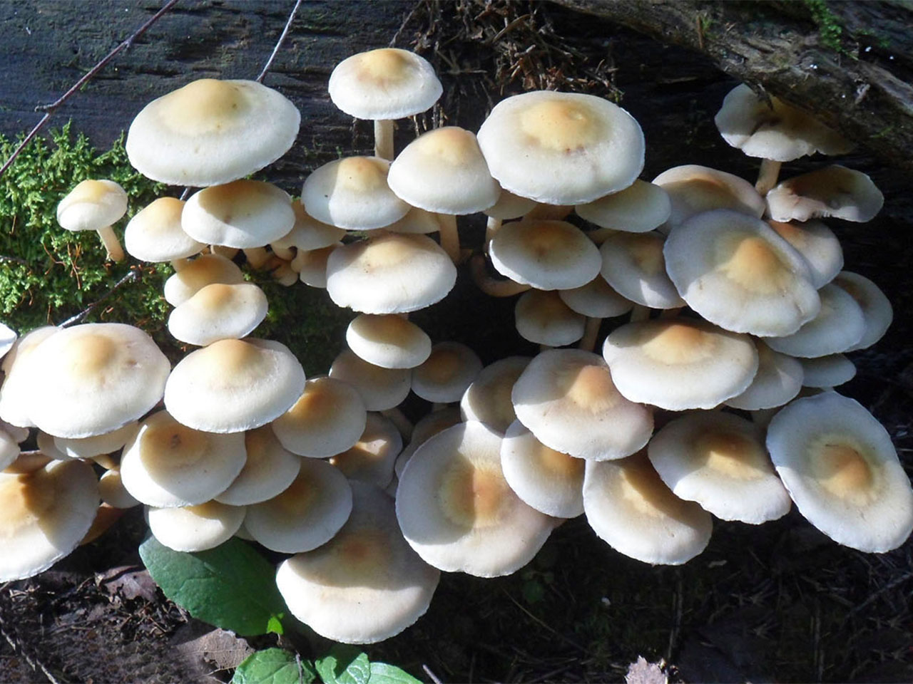 Gymnopus confluens