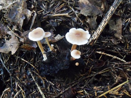 Collybia cirrhata