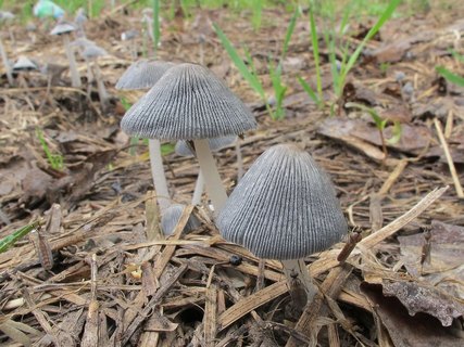 Coprinopsis cinerea