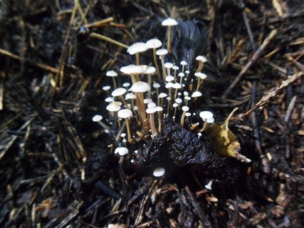 Collybia cirrhata