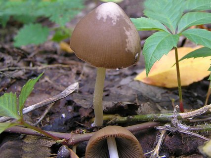 Psathyrella marcescibilis