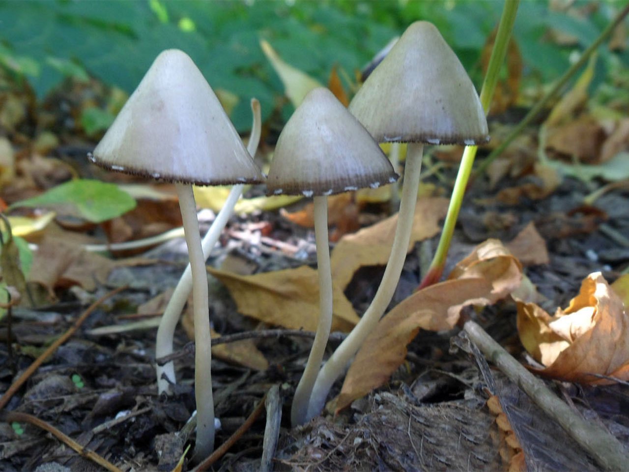 Psathyrella marcescibilis