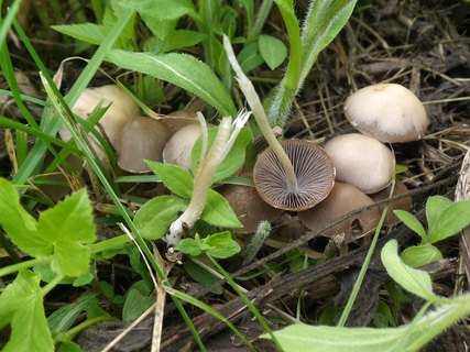 Psathyrella marcescibilis