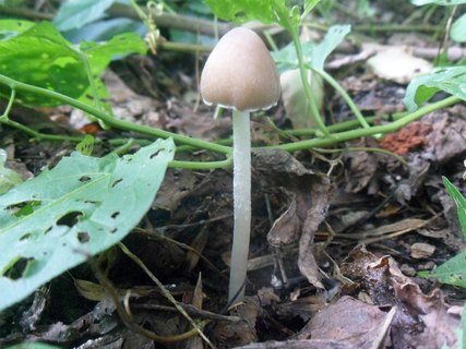 Psathyrella marcescibilis
