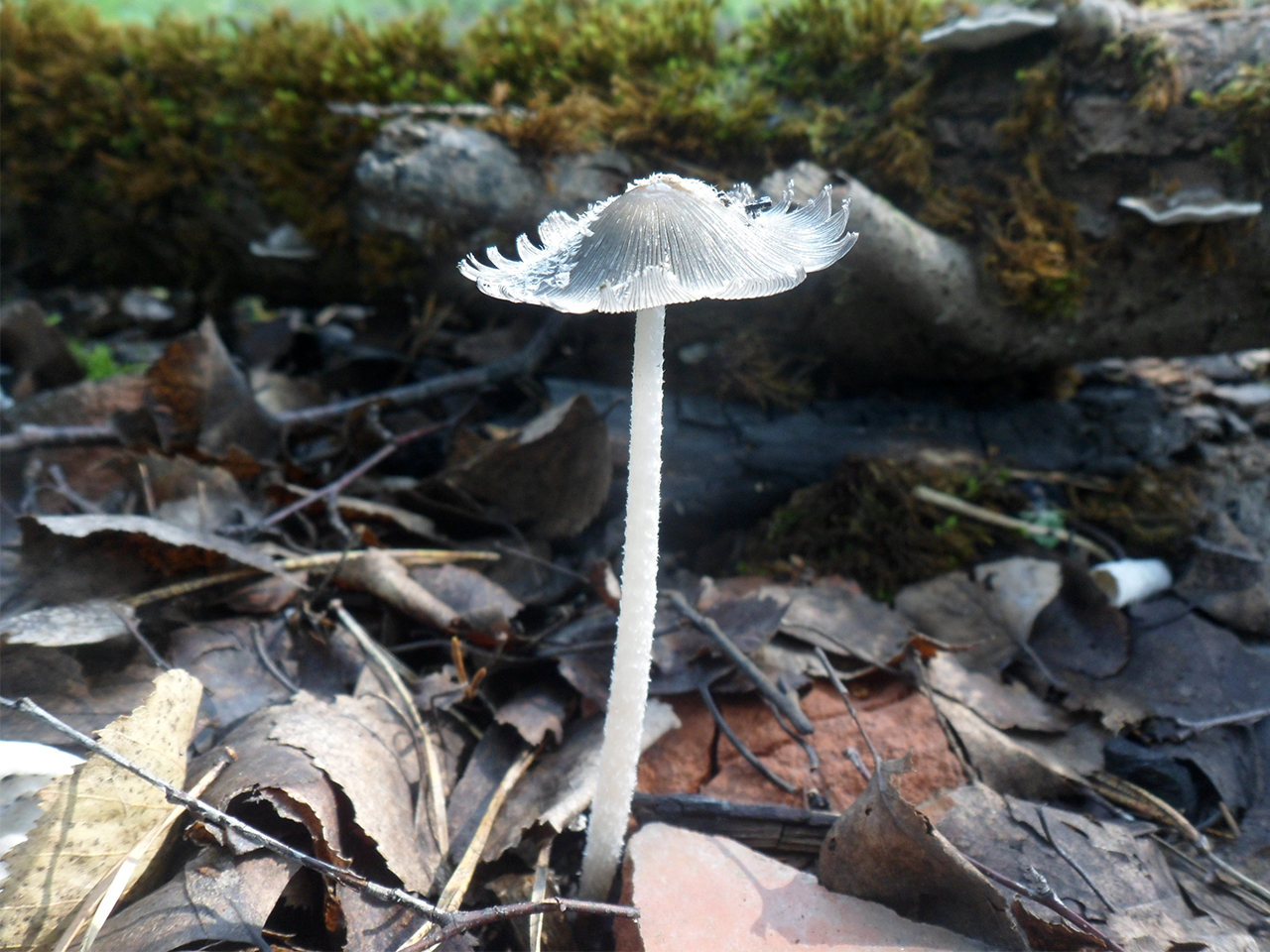 Coprinopsis lagopides